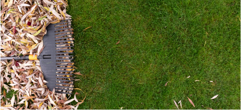 rake placed over pile of leaves on green grass