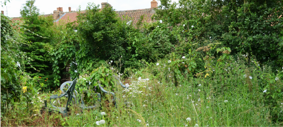 overgrown abandoned backyard