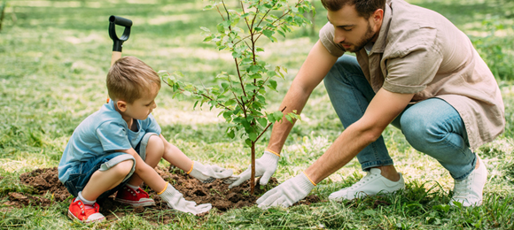 planting a tree